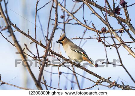 Stock Photograph - Close up of a Cedar Waxwing (Bombycilla cedrorum) bird on a bare branch of a crab apple tree with blue sky in the background; Calgary, Alberta, Canada. Fotosearch