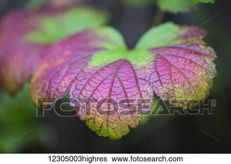 Close up of a colorful green and red Cranberry leaf, Palmer, Southcentral Alaska, autumn View Large Photo Image Stock Photograph - Close up of a colorful green and red Cranberry leaf, Palmer, Southcentral Alaska, autumn. Fotosearch