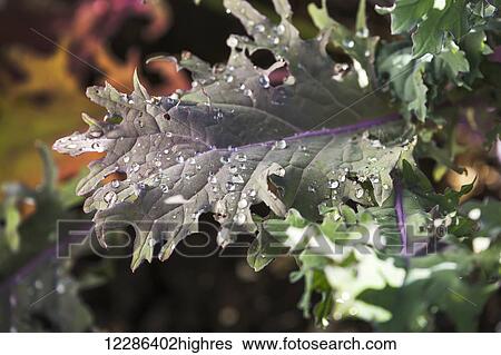 Stock Photograph - Close up of a colourful kale leave with rain droplets; Calgary, Alberta, Canada. Fotosearch