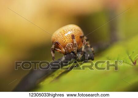 Stock Photograph - Close up of a female Orb Weaver spider on a branch, Palmer, Southcentral Alaska, autumn. Fotosearch