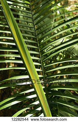 Picture - Close up of a fern in a forest; Port Douglas, North Queensland, Australia. Fotosearch