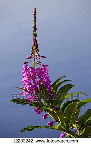 Stock Image - Close up of a Fireweed blossom (Chamerion angustifolium) along coastal Kodiak Island, Southwest Alaska. Fotosearch