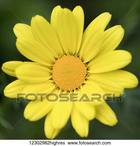 Stock Photograph - Close up of a flower with bright yellow petals and centre; Ontario, Canada. Fotosearch