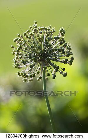 Close up of a flower with pistils; Quebec, Canada View Large Photo Image Stock Photograph - Close up of a flower with pistils; Quebec, Canada. Fotosearch