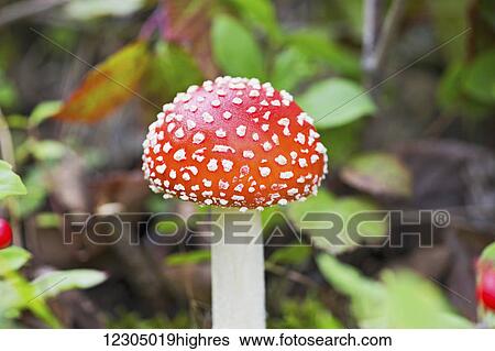 Close up of a Fly agaric mushroom, Palmer, Southcentral Alaska, autumn View Large Photo Image Stock Photograph - Close up of a Fly agaric mushroom, Palmer, Southcentral Alaska, autumn. Fotosearch
