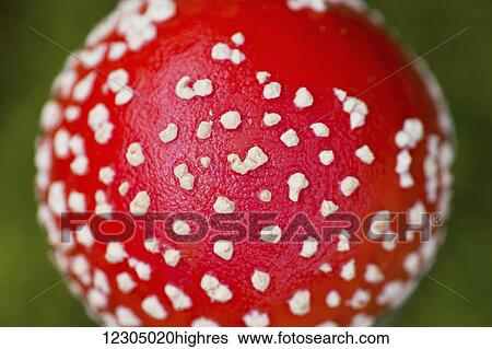 Stock Photograph - Close up of a Fly agaric mushroom, Palmer, Southcentral Alaska, autumn. Fotosearch