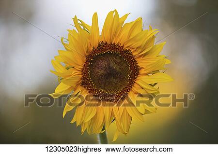 Close up of a giant sunflower bloom, Palmer, Southcentral Alaska View Large Photo Image Stock Photograph - Close up of a giant sunflower bloom, Palmer, Southcentral Alaska. Fotosearch