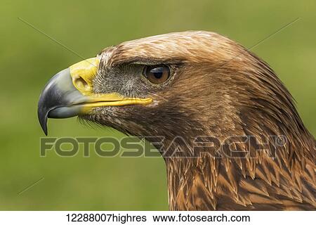 Close up of a golden eagle (Aquila chrysaetos) head in profile, showing its russet feathers, brown eye and yellow and grey beak against a blurred grassy background, Battle Abbey; Kent, England ISO 180, 500mm, f/9, 1/250 View Large Photo Image Stock Photograph - Close up of a golden eagle (Aquila chrysaetos) head in profile, showing its russet feathers, brown eye and yellow and grey beak against a blurred grassy background, Battle Abbey; Kent, England ISO 180, 500mm, f/9, 1/250. Fotosearch