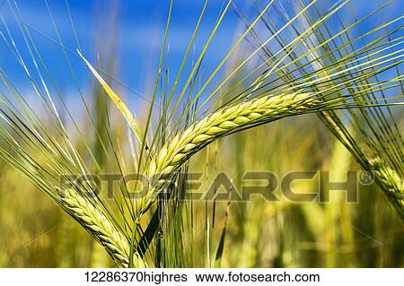 Close up of a green barley head; Acme, Alberta, Canada View Large Photo Image Stock Photograph - Close up of a green barley head; Acme, Alberta, Canada. Fotosearch