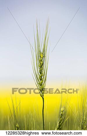 Close up of a green wheat head with the yellow colour of a flowering canola field in the background and blue sky; Acme, Alberta, Canada View Large Photo Image Stock Photograph - Close up of a green wheat head with the yellow colour of a flowering canola field in the background and blue sky; Acme, Alberta, Canada. Fotosearch