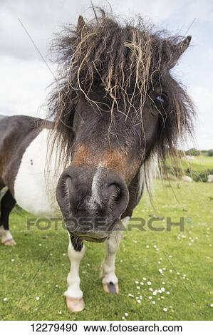 Stock Image - Close up of a horse with a messy mane . Fotosearch