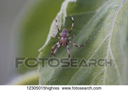 Stock Photograph - Close up of a male Orb weaver dangling from a leaf, Palmer, Southcentral Alaska. Fotosearch