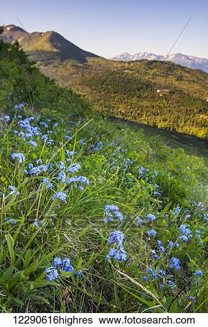 Stock Photograph - Close up of a patch of Forget-me-not flowers on a south Anchorage hillside, summer. Fotosearch