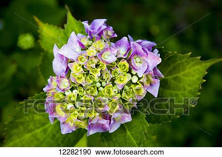 Close up of a purple hydrangea blossoming; British Columbia, Canada View Large Photo Image Stock Image - Close up of a purple hydrangea blossoming; British Columbia, Canada. Fotosearch