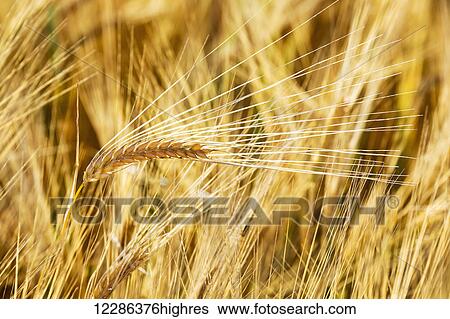 Stock Photograph - Close up of a ripe golden barley head in a golden field; Alberta, Canada. Fotosearch