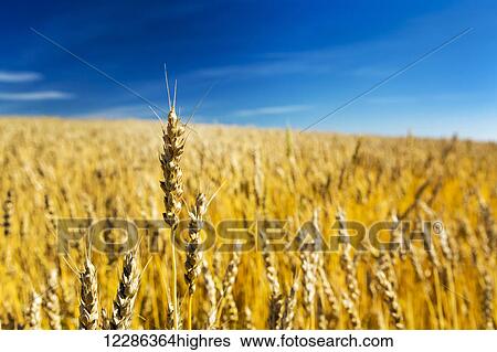 Stock Photograph - Close up of a ripe wheat head in a golden field with blue sky and cloud; Acme, Alberta, Canada. Fotosearch