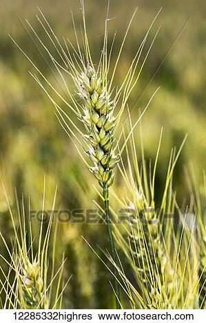 Close up of a ripening wheat head in a field; Acme, Alberta, Canada View Large Photo Image Stock Photograph - Close up of a ripening wheat head in a field; Acme, Alberta, Canada. Fotosearch