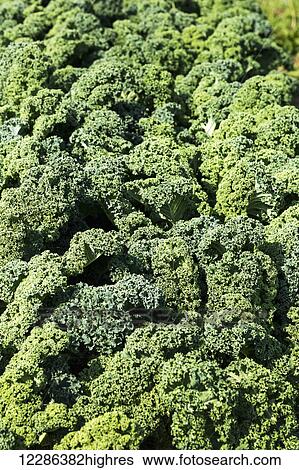 Stock Photograph - Close up of a row of curly kale; Innisfail, Alberta, Canada. Fotosearch