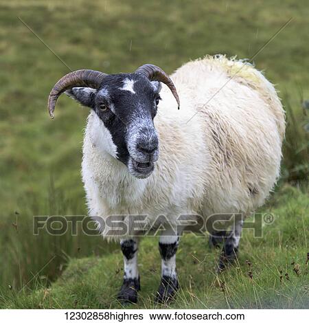 Stock Photograph - Close up of a sheep with horns; Staffin, Scotland. Fotosearch