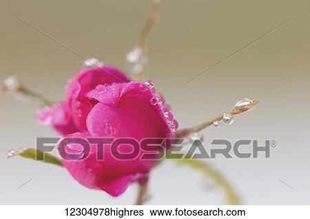 Stock Photograph - Close up of a Sitka rose with water droplets on its petals, Palmer, Southcentral Alaska, summer.. Fotosearch