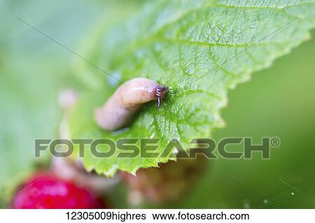 Stock Photograph - Close up of a slug eating a raspberry leaf, Palmer, Southcentral Alaska, autumn. Fotosearch