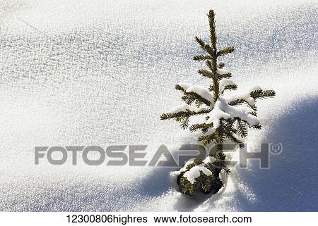 Stock Photograph - Close up of a small snow covered evergreen tree surrounded by crystal snow and shadows; Lake Louise, Alberta, Canada. Fotosearch