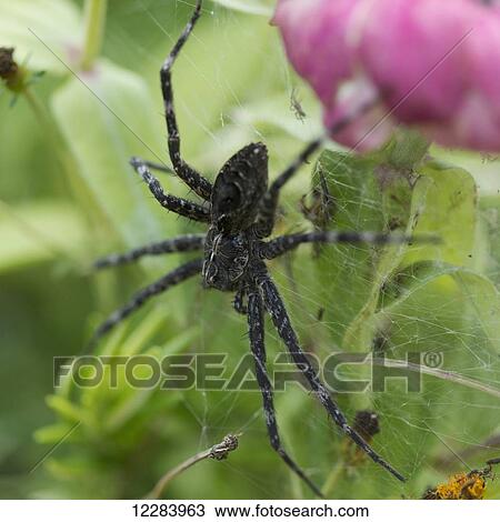 Close up of a spider in it's web on a blossoming plant; Lake of the Woods, Ontario, Canada View Large Photo Image Stock Image - Close up of a spider in it's web on a blossoming plant; Lake of the Woods, Ontario, Canada. Fotosearch