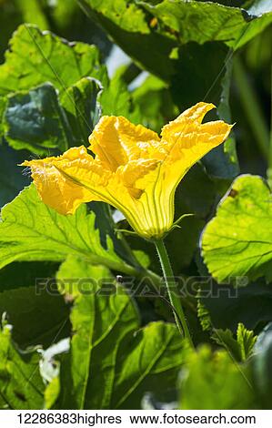 Close up of a squash blossom on the plant; Innisfail, Alberta, Canada View Large Photo Image Stock Photograph - Close up of a squash blossom on the plant; Innisfail, Alberta, Canada. Fotosearch