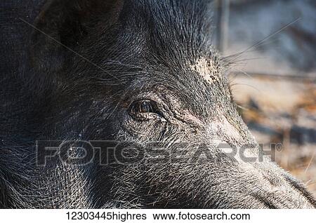 Stock Photograph - Close up of a wild hog; Gaitor, Florida, United States of America. Fotosearch