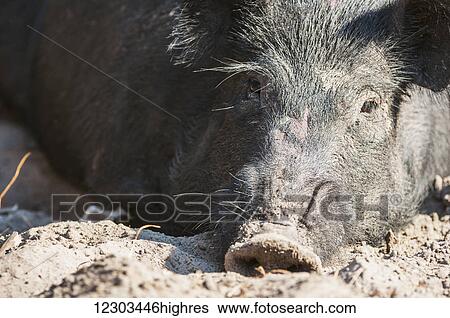 Close up of a wild hog; Gaitor, Florida, United States of America View Large Photo Image Stock Photograph - Close up of a wild hog; Gaitor, Florida, United States of America. Fotosearch