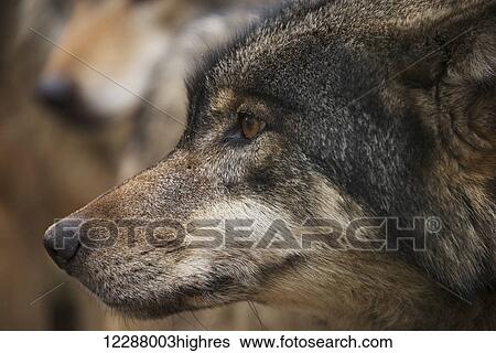 Stock Photograph - Close up of a wolf head in profile; Brest, Belarus. Fotosearch