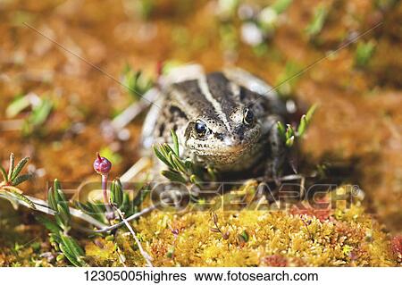 Stock Photograph - Close up of a Wood Frog on tundra, Southcentral Alaska, autumn. Fotosearch