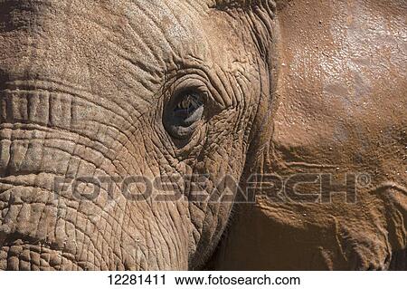 Close up of African elephant in Addo Elephant National Park; South Africa View Large Photo Image Stock Image - Close up of African elephant in Addo Elephant National Park; South Africa. Fotosearch