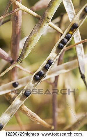 Stock Photograph - Close up of an open canola seed pod exposing canola seeds; Alberta, Canada. Fotosearch
