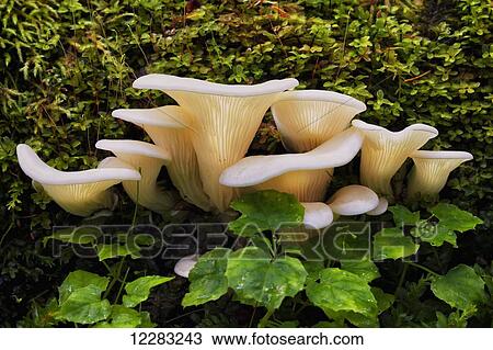 Stock Image - Close up of Angel Wing Mushrooms (Pleurocybella porrigens) growing on a mossy spruce log, Kodiak Island, Southwest Alaska. Fotosearch