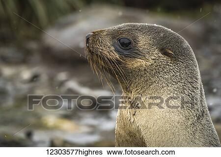 Close up of Antarctic fur seal (Arctocephalus gazella) in snow; Antarctica View Large Photo Image Stock Photograph - Close up of Antarctic fur seal (Arctocephalus gazella) in snow; Antarctica. Fotosearch