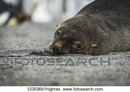 Close up of Antarctic fur seal (Arctocephalus gazella) on beach with King Penguins in the background; Anarctica View Large Photo Image Stock Photograph - Close up of Antarctic fur seal (Arctocephalus gazella) on beach with King Penguins in the background; Anarctica. Fotosearch