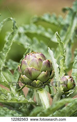 Stock Image - Close up of artichoke head; Saint-Aignan, Brittany, France. Fotosearch