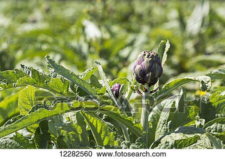 Close up of artichoke heads in field; Treguier, Brittany, France View Large Photo Image Stock Image - Close up of artichoke heads in field; Treguier, Brittany, France. Fotosearch