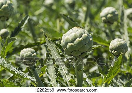 Close up of artichoke heads in field; Saint Pol de Leon, Brittany, France View Large Photo Image Stock Photo - Close up of artichoke heads in field; Saint Pol de Leon, Brittany, France. Fotosearch