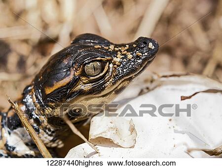 Stock Photograph - Close up of baby alligator (Alligator mississippiensis); Florida, United States of America. Fotosearch