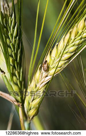 Stock Photograph - Close up of barley beetle on unripe barley head; Acme, Alberta, Canada. Fotosearch