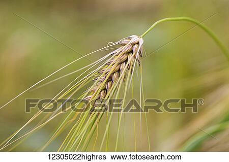 Stock Photograph - Close up of barley nearly ripe and ready for harvest, Palmer, Southcentral Alaska. Fotosearch
