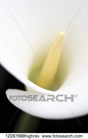 Close up of blurred centre of white arum or calla lily (Zantedeschia aethiopica), shot from the front against a black background; London, England View Large Photo Image Stock Photograph - Close up of blurred centre of white arum or calla lily (Zantedeschia aethiopica), shot from the front against a black background; London, England. Fotosearch