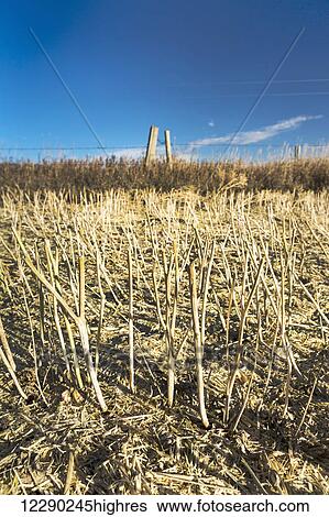Stock Photograph - Close up of canola stubble with blue sky; Alberta, Canada. Fotosearch