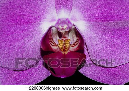 Close up of centre of purple phalaenopsis orchid; Hong Kong, China View Large Photo Image Stock Photograph - Close up of centre of purple phalaenopsis orchid; Hong Kong, China. Fotosearch