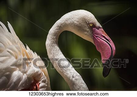 Stock Photograph - Close up of Chilean flamingo (Phoenicopterus chilensis) head and wings; Parana, Brazil. Fotosearch