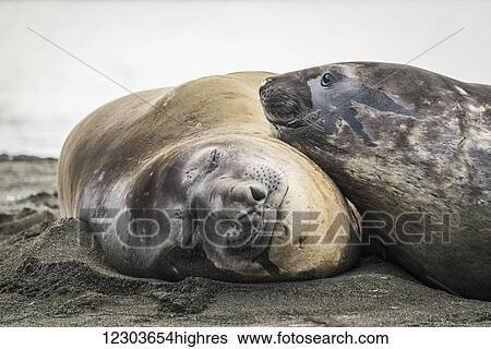 Close up of elephant seal (Mirounga leonina) resting on another; Antarctica View Large Photo Image Stock Photograph - Close up of elephant seal (Mirounga leonina) resting on another; Antarctica. Fotosearch