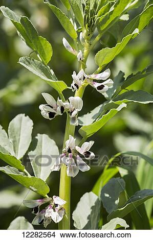 Close up of fava bean blossoms; Rostrenen, Brittany, France View Large Photo Image Picture - Close up of fava bean blossoms; Rostrenen, Brittany, France. Fotosearch