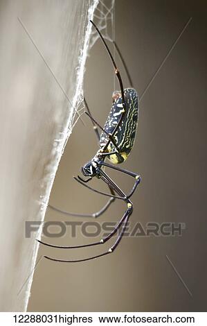 Close up of female wood spider; Dharpatha Mal, Madhya Pradesh, India View Large Photo Image Stock Photograph - Close up of female wood spider; Dharpatha Mal, Madhya Pradesh, India. Fotosearch
